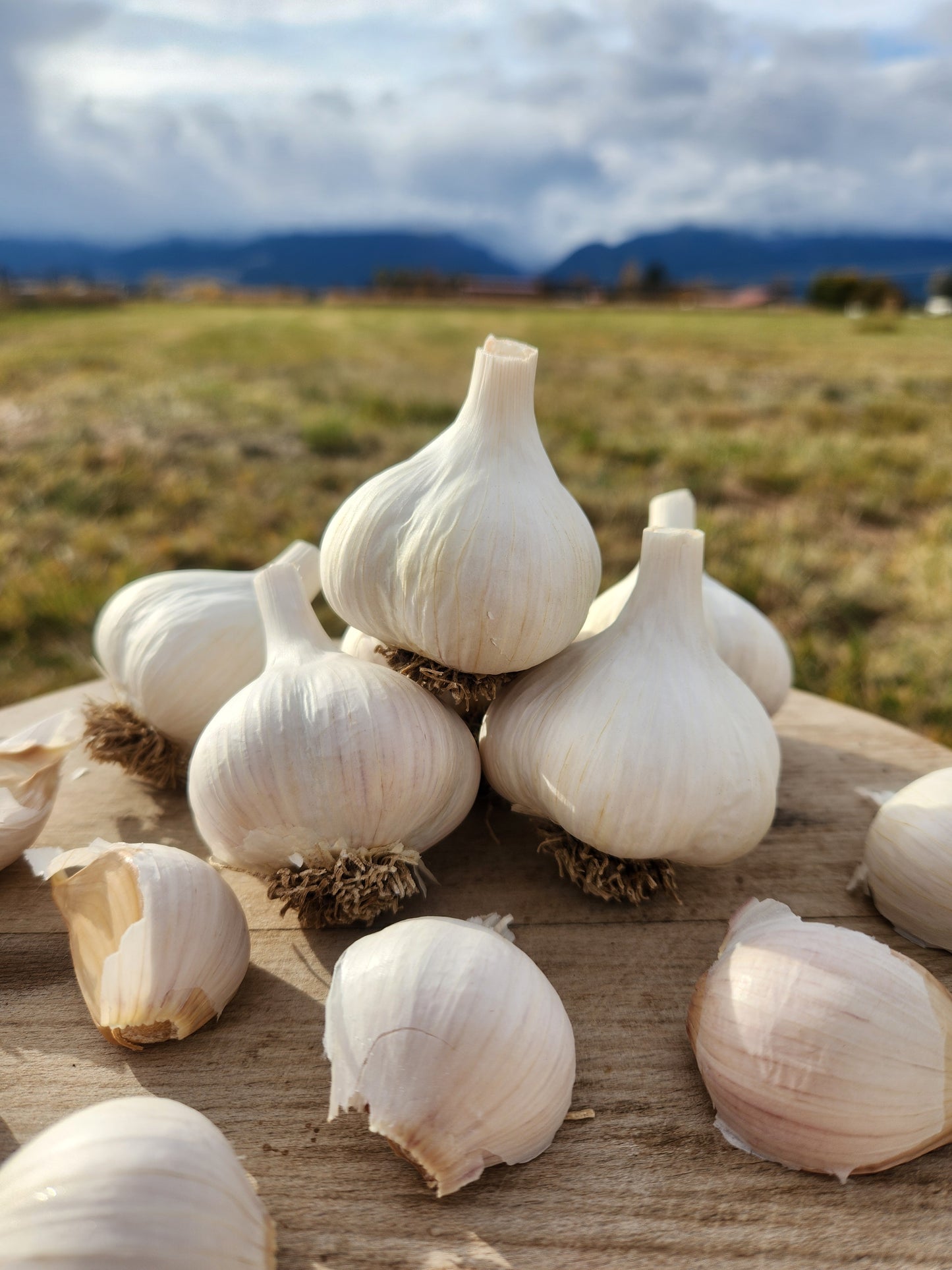 culinary garlic hardneck usa grown stevensville montana preium quality stores well robust flavor family farm