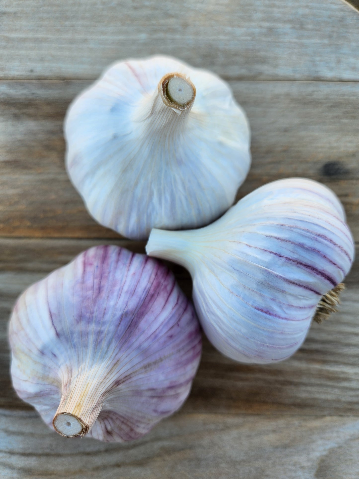 garlic seed garlic korean red plant at home home garden montana US grown bitterroot valley montana spicy many cloves tested for disease