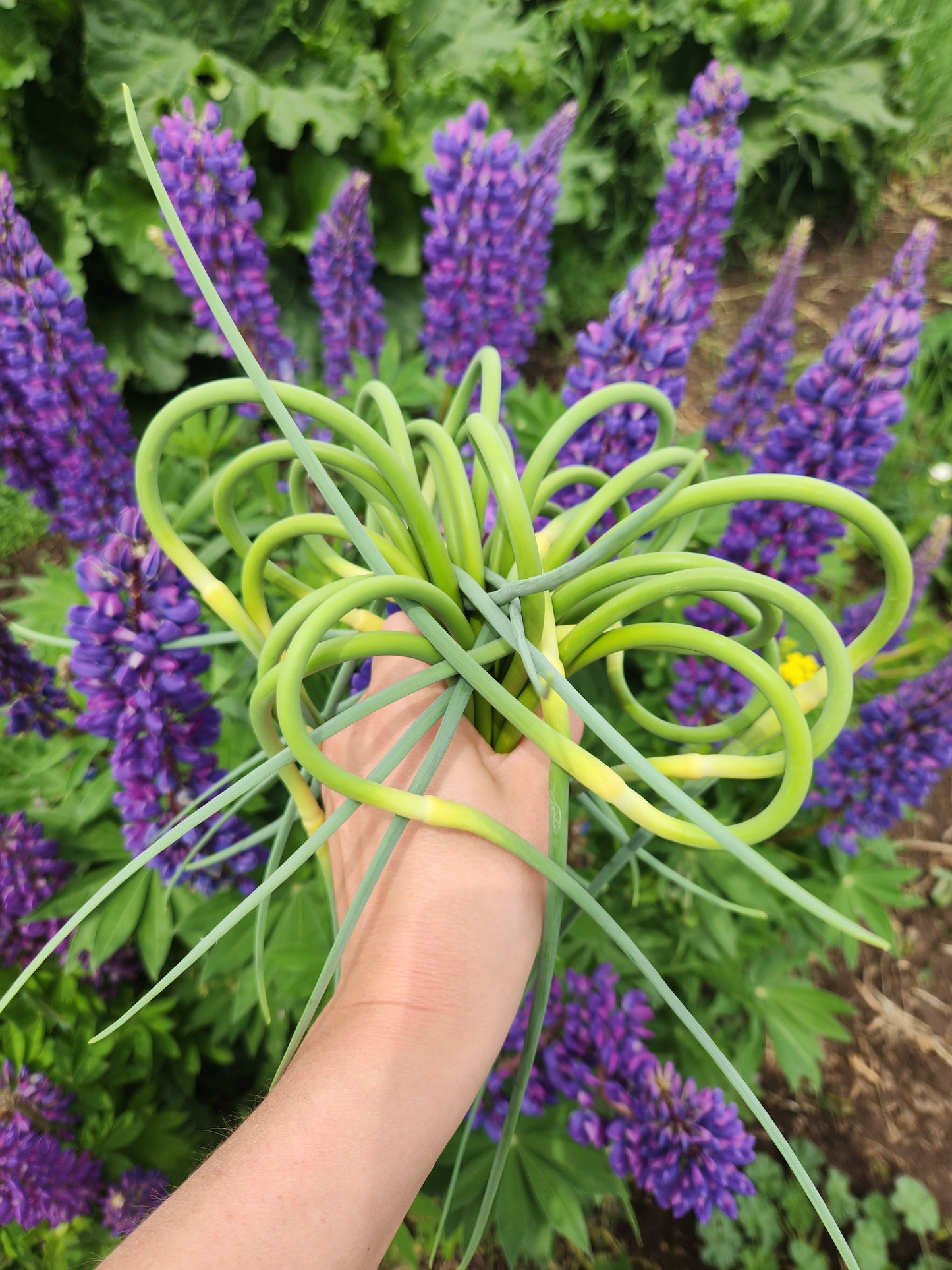 Garlic Scapes