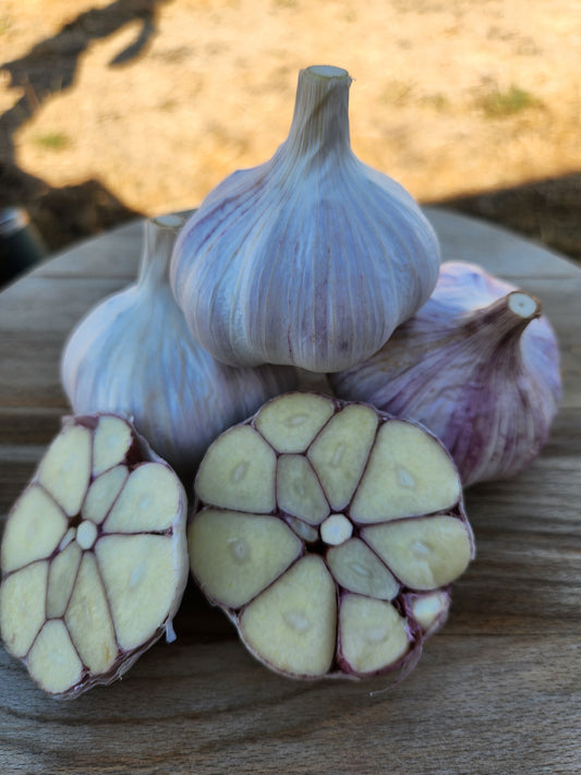 garlic seed garlic korean red plant at home home garden montana US grown spicy many cloves tests for disease