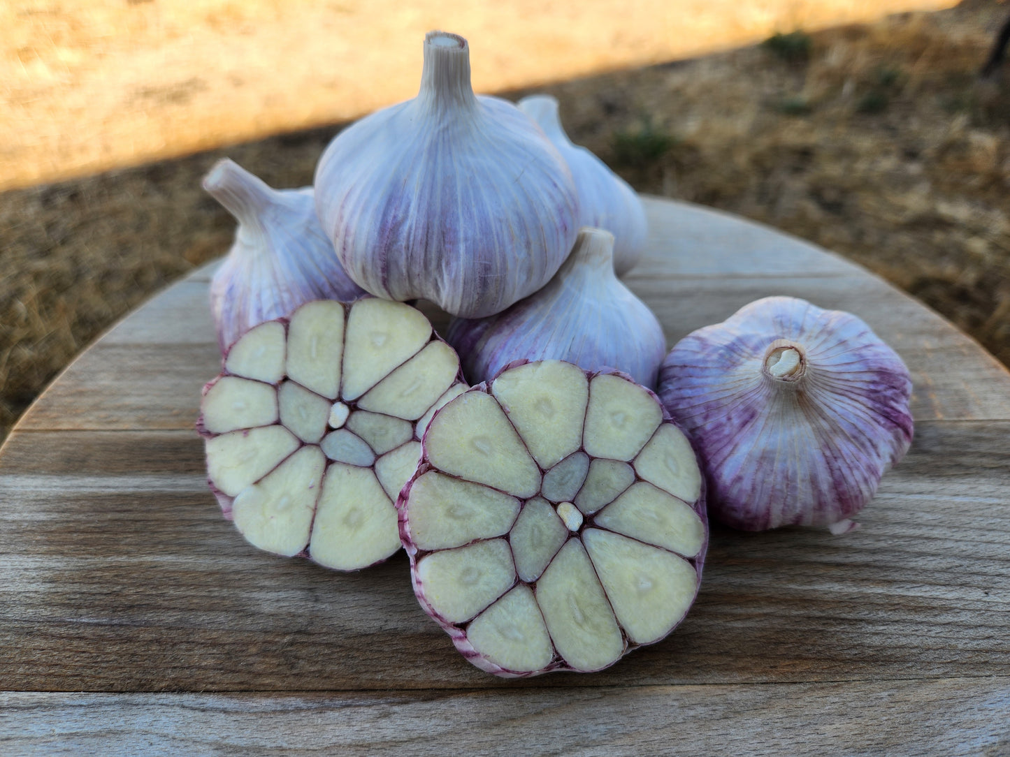 chesnok red hardneck garlic purple stripe grown by hayward garlic in bitterroot valley montana usa many cloves seed garlic premium quality