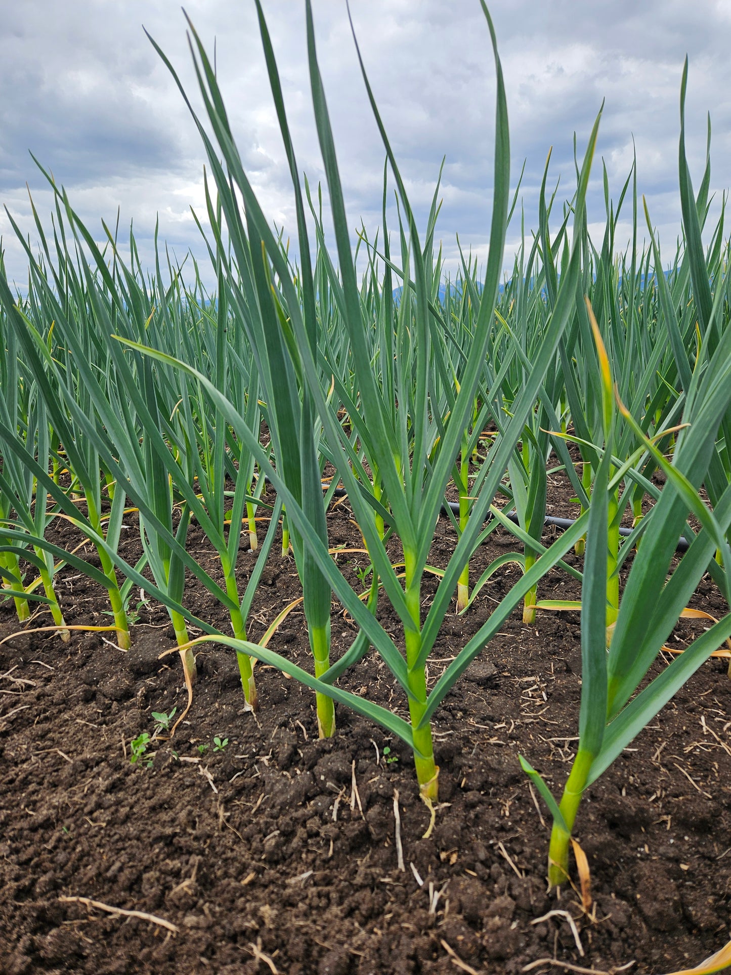 chesnok red hardneck garlic purple stripe grown by hayward garlic in bitterroot valley montana usa many cloves seed garlic premium quality field garlic