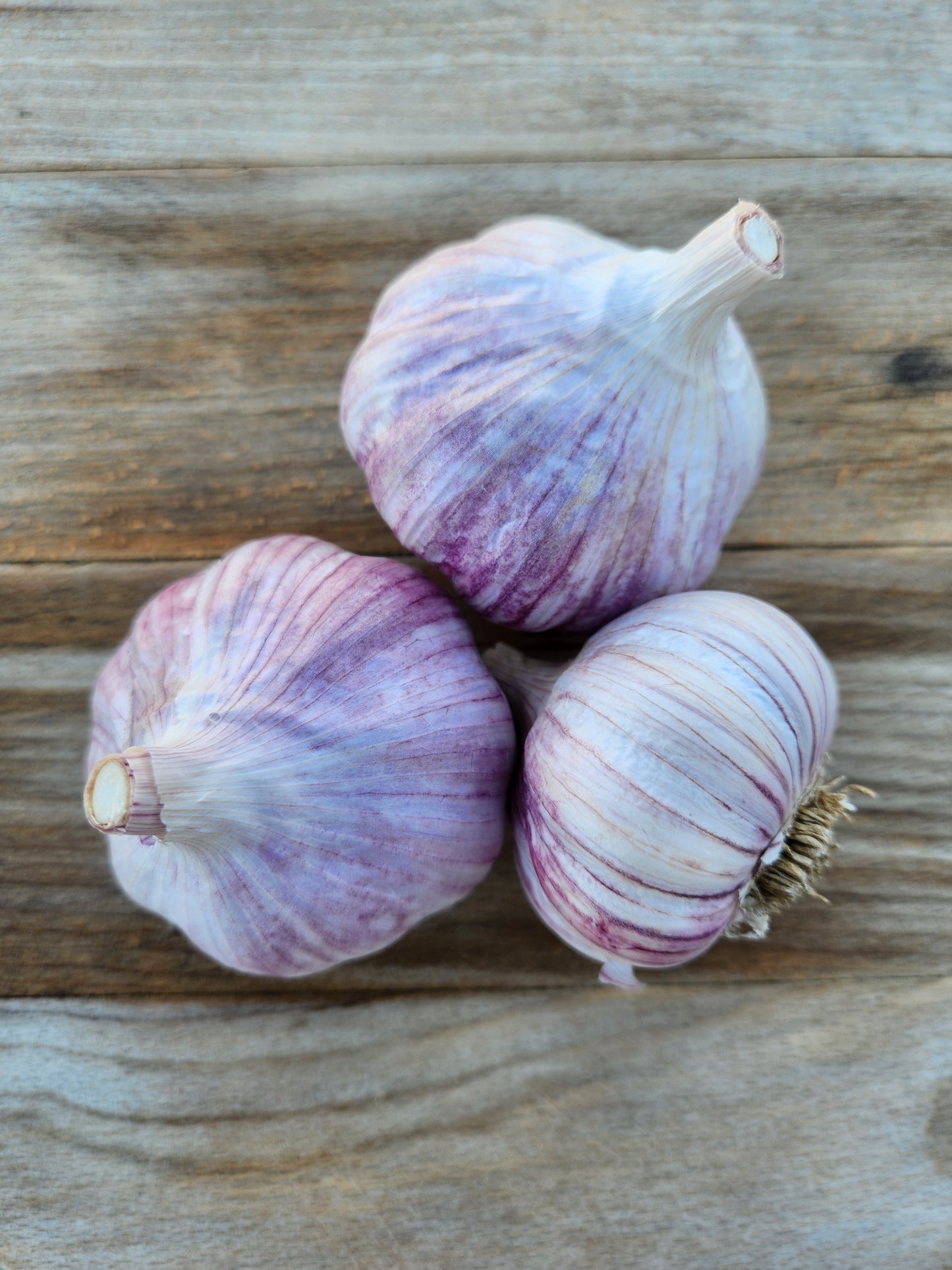 chesnok red hardneck garlic purple stripe grown by hayward garlic in bitterroot valley montana usa many cloves seed garlic premium quality