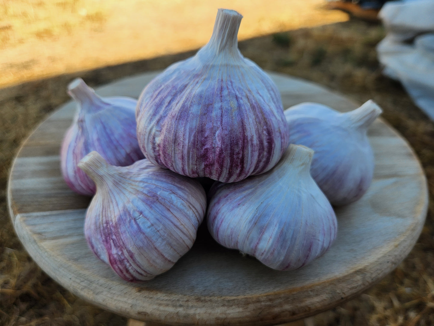 chesnok red hardneck garlic grown by hayward garlic in bitterroot valley montana usa many cloves seed garlic premium quality