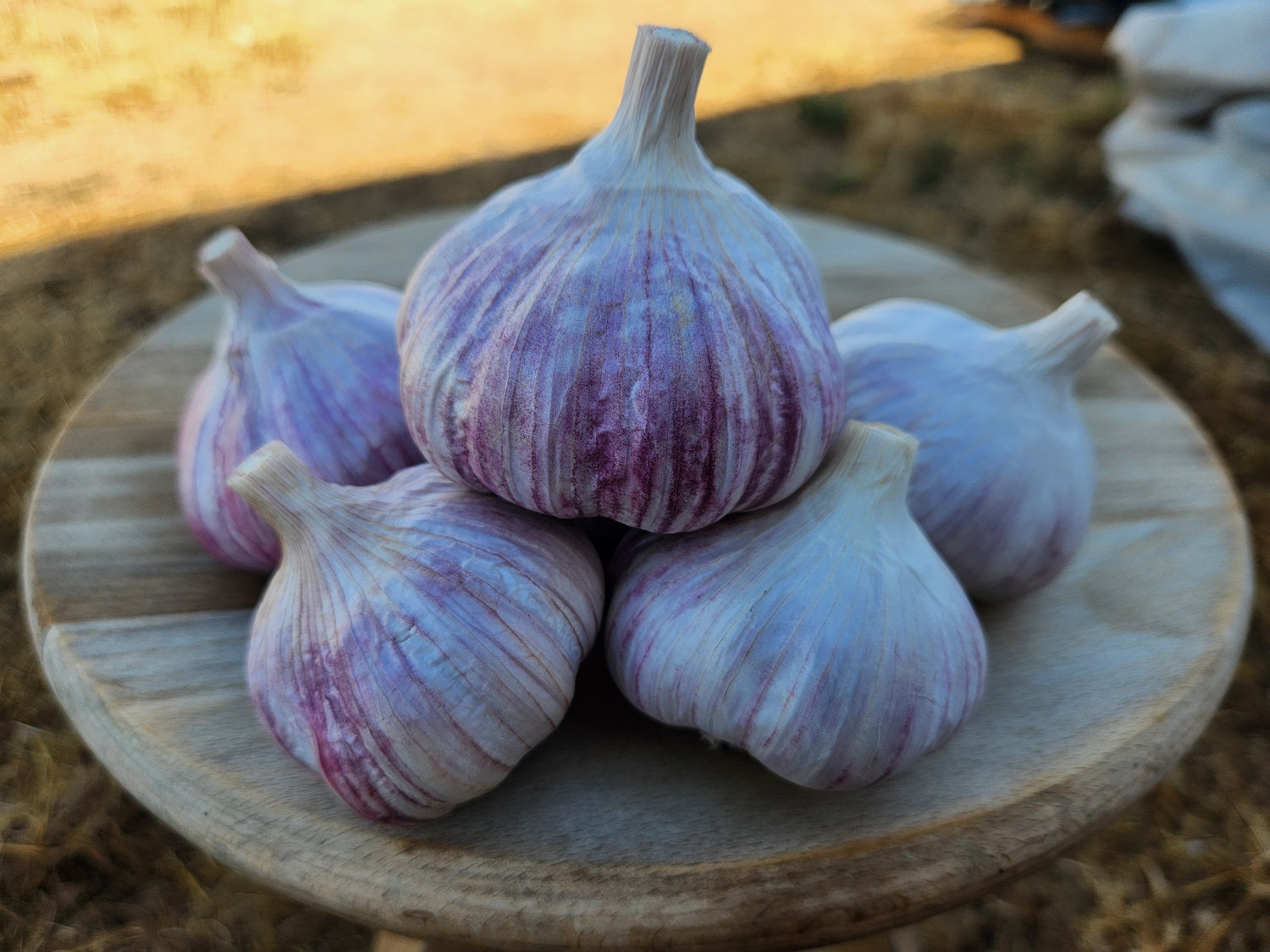chesnok red hardneck garlic grown by hayward garlic in bitterroot valley montana usa many cloves seed garlic premium quality