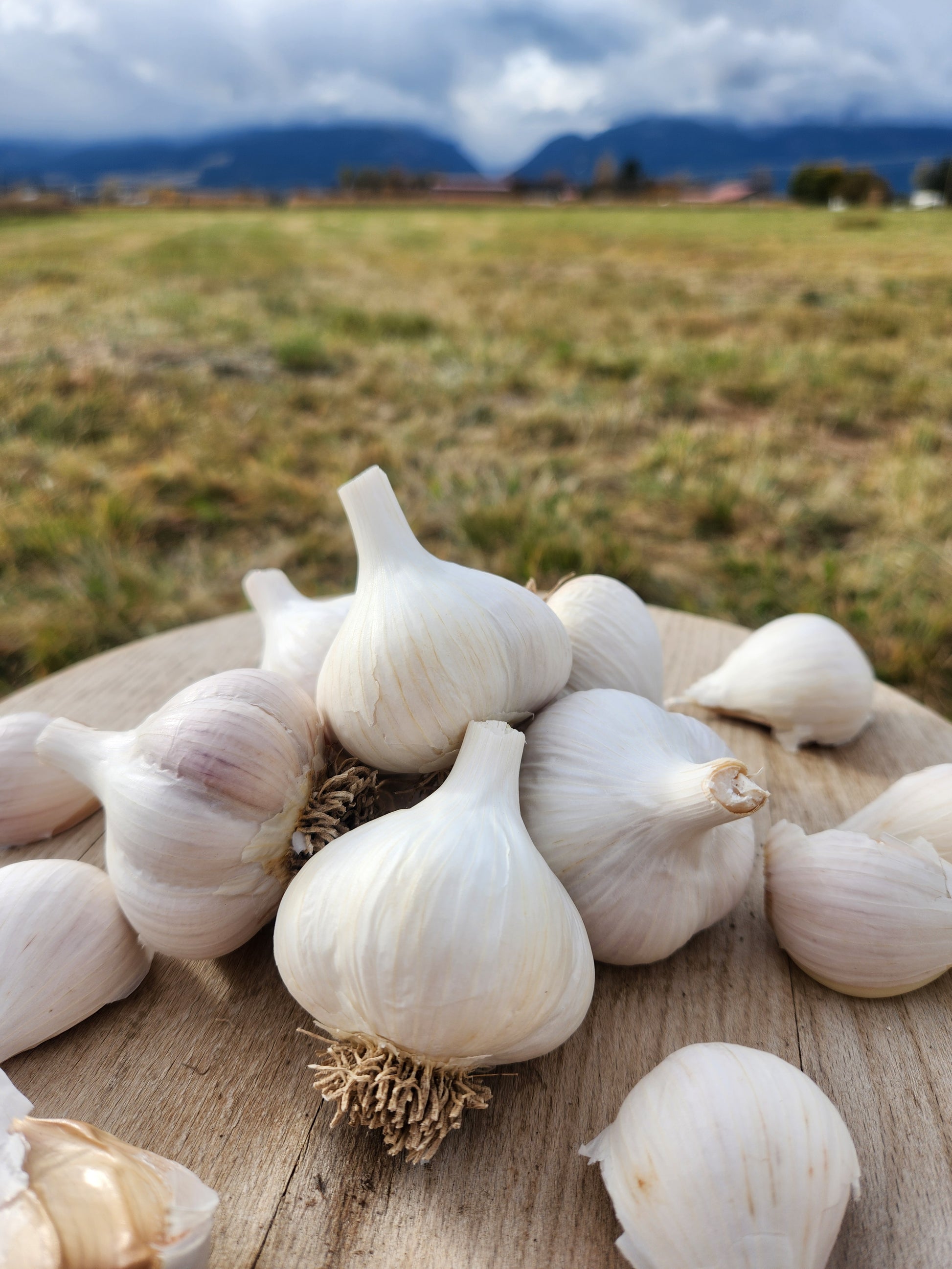 culinary garlic hardneck usa grown stevensville montana preium quality stores well robust flavor family farm