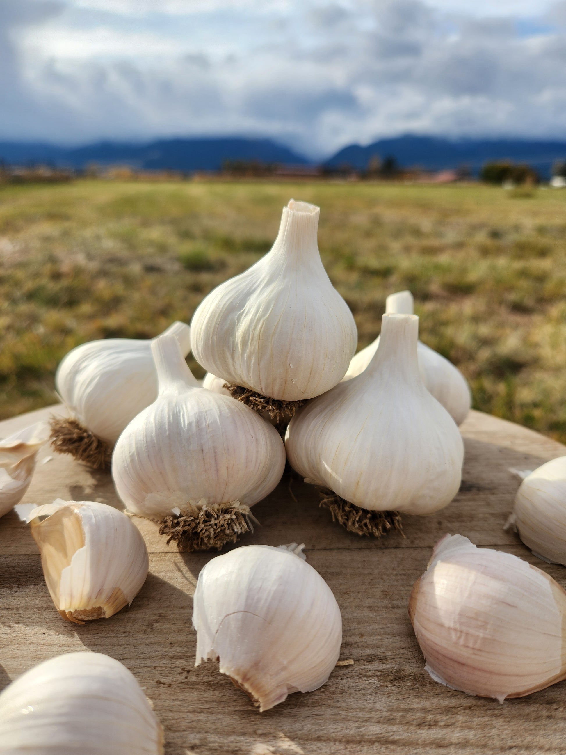 culinary garlic hardneck usa grown stevensville montana preium quality stores well robust flavor family farm