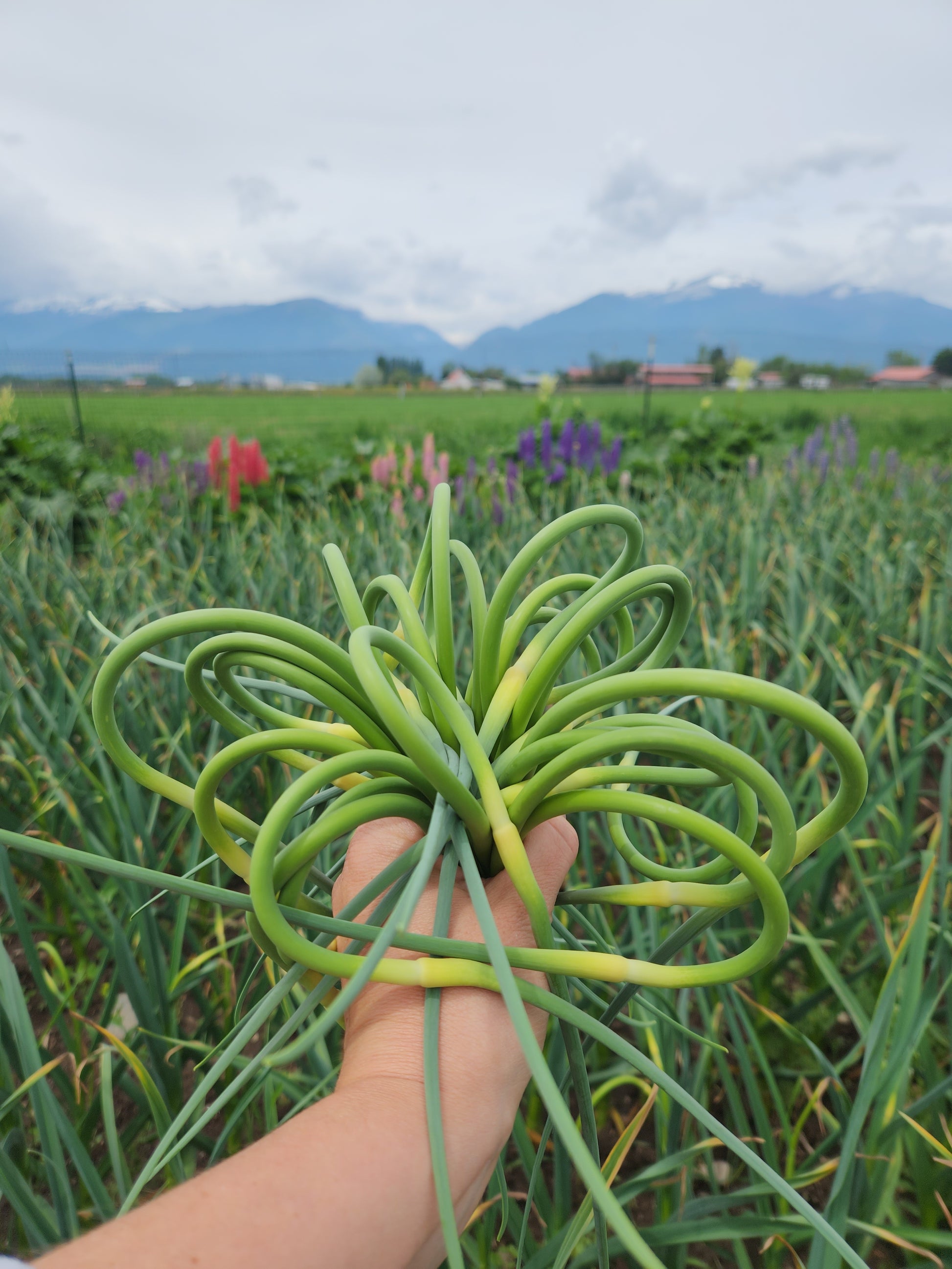 garlic scapes freshly harvested stevensville montana family garlic seed farm