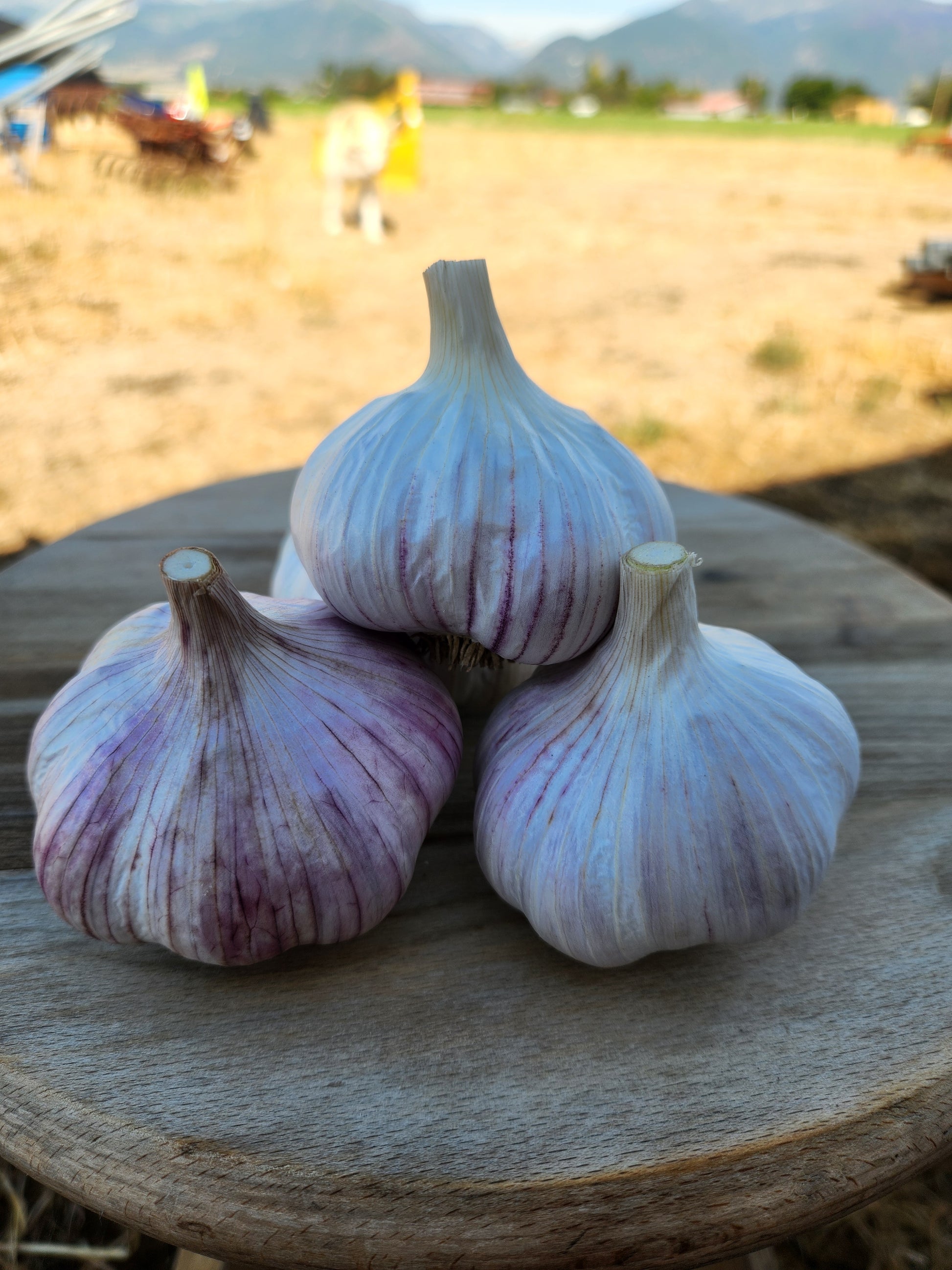 garlic seed garlic korean red plant at home home garden montana US grown spicy many cloves tested for disease