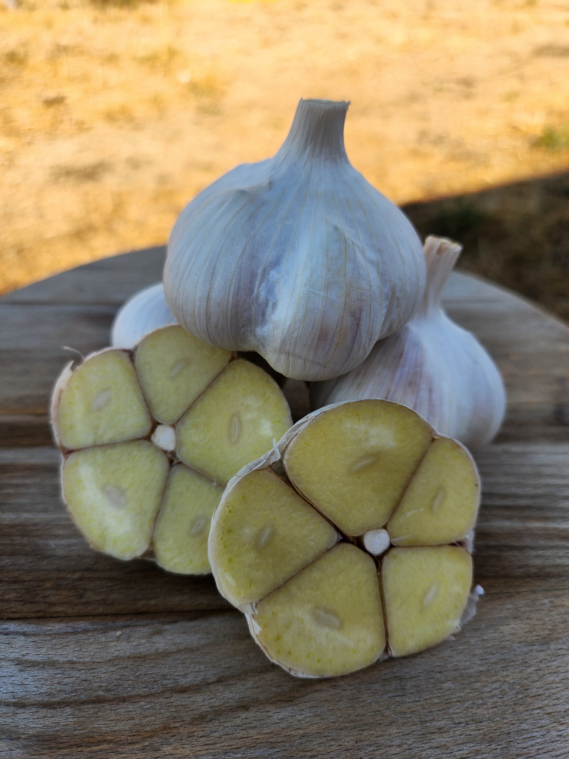 music garlic hardneck seed garlic grown in stevensville montana usa tested for disease home gardener culinary enthusiast premium quality gourmet cross section