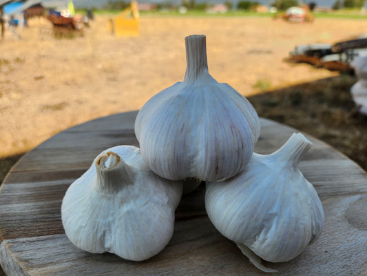 music garlic hardneck seed garlic grown in stevensville montana usa tested for disease home gardener culinary enthusiast premium quality gourmet giant cloves