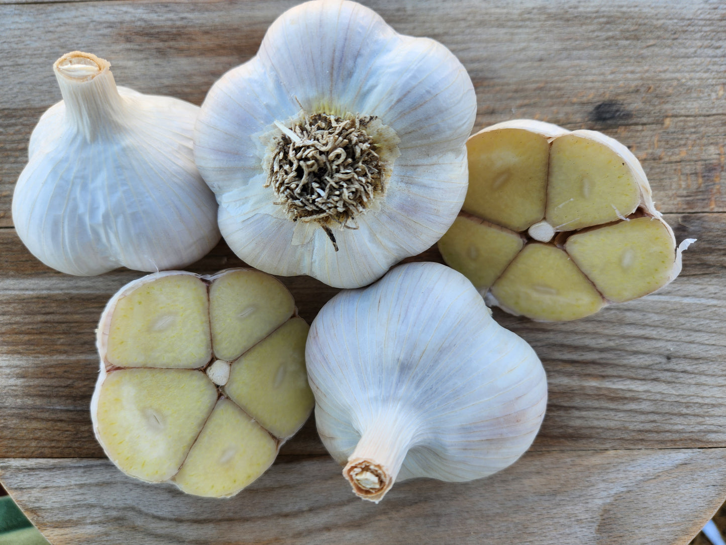 music garlic hardneck seed garlic grown in stevensville montana usa tested for disease home gardener culinary enthusiast premium quality gourmet giant cloves cross section