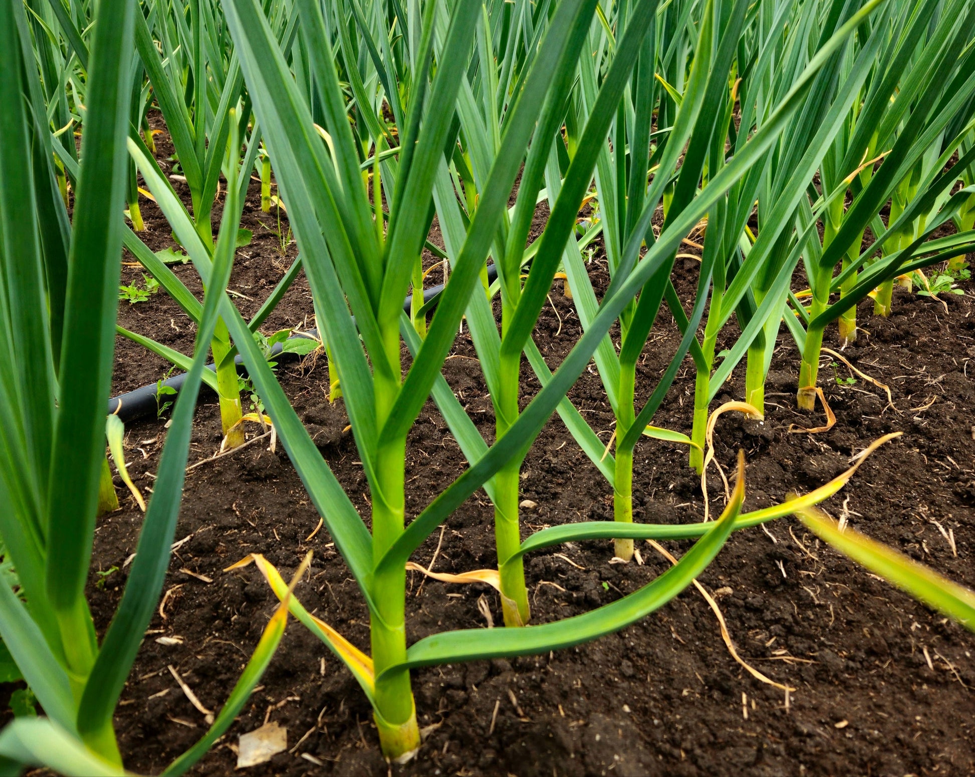music garlic hardneck seed garlic grown in stevensville montana usa tested for disease home gardener culinary enthusiast premium quality gourmet giant cloves field