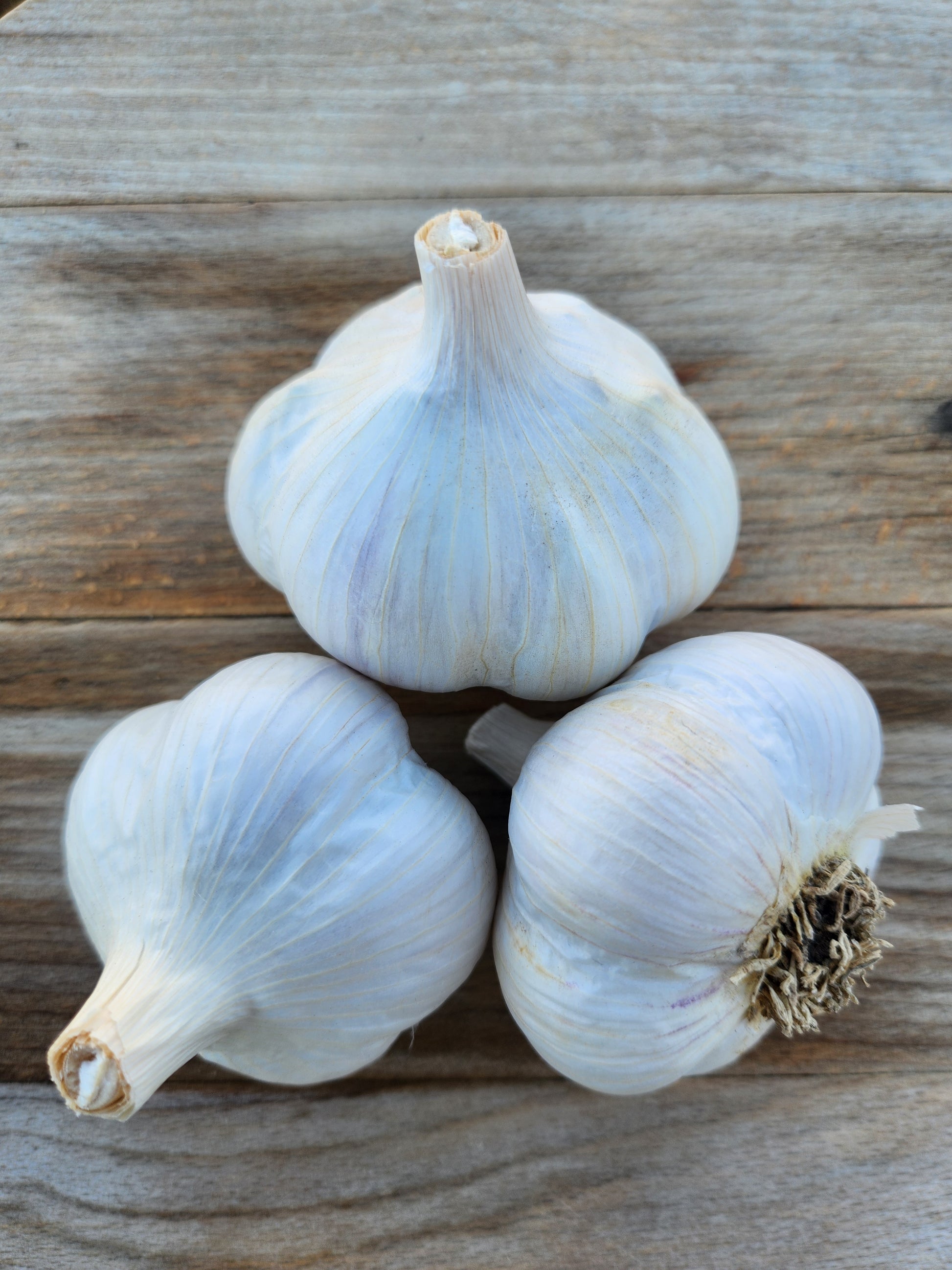 music garlic hardneck seed garlic grown in stevensville montana usa tested for disease home gardener culinary enthusiast premium quality gourmet giant cloves
