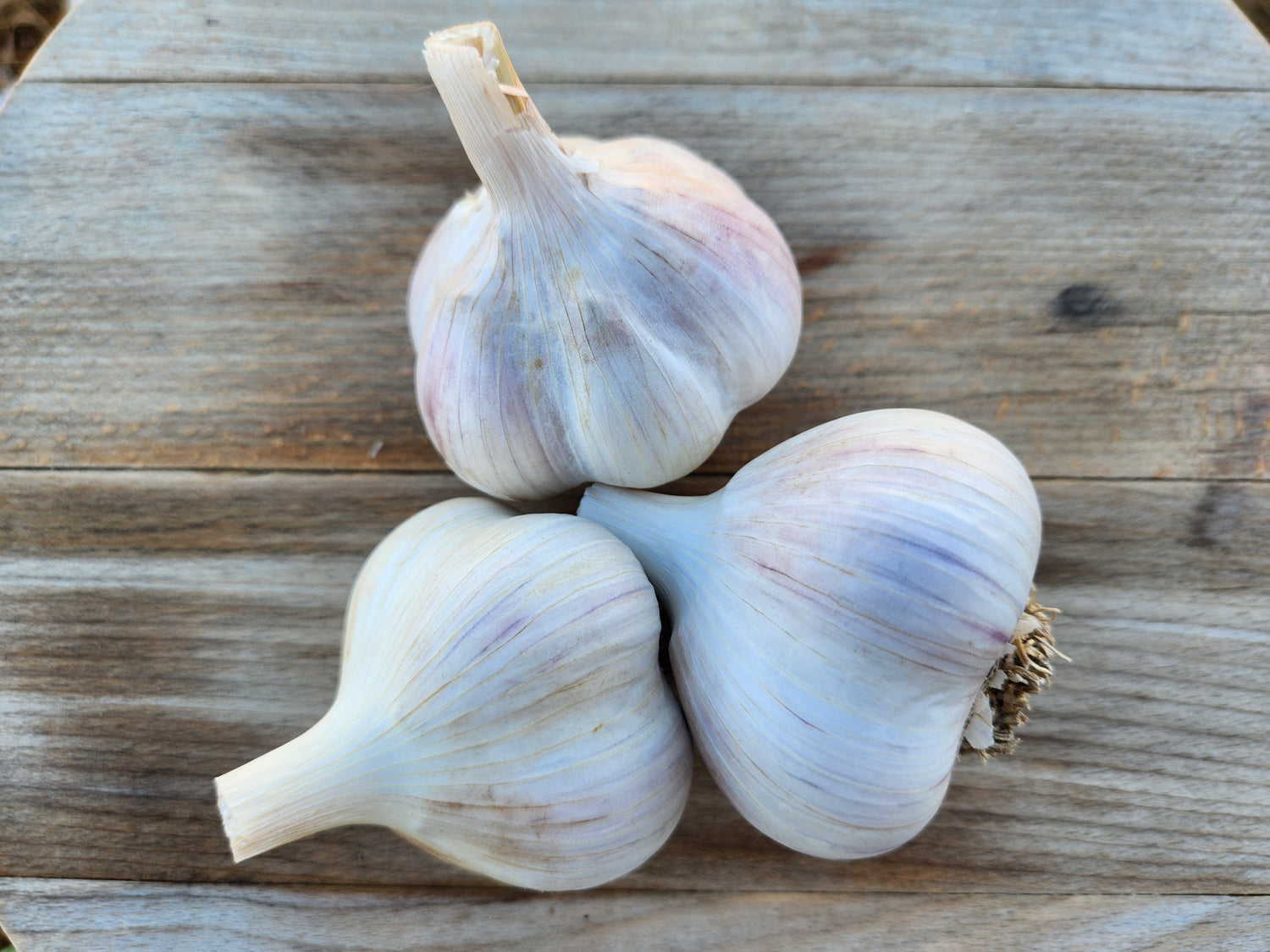 old german porcelain garlic hardneck seed garlic grown in stevensville montana usa tested for disease home gardener culinary enthusiast premium quality gourmet
