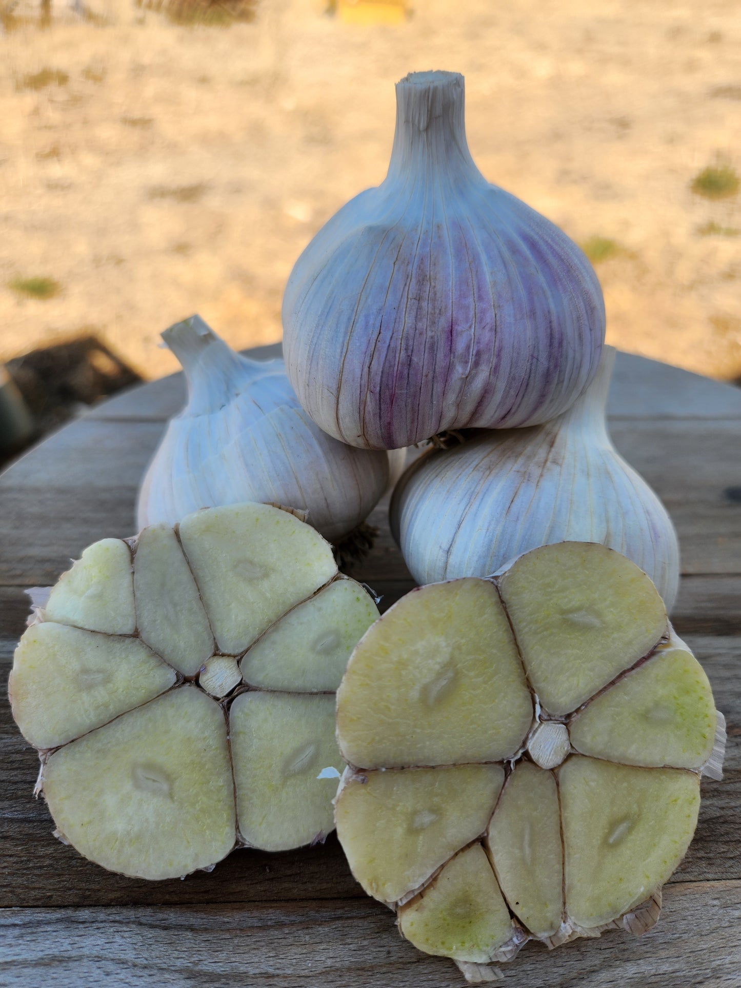 old german porcelain garlic hardneck seed garlic grown in stevensville montana usa tested for disease home gardener culinary enthusiast premium quality gourmet large cloves