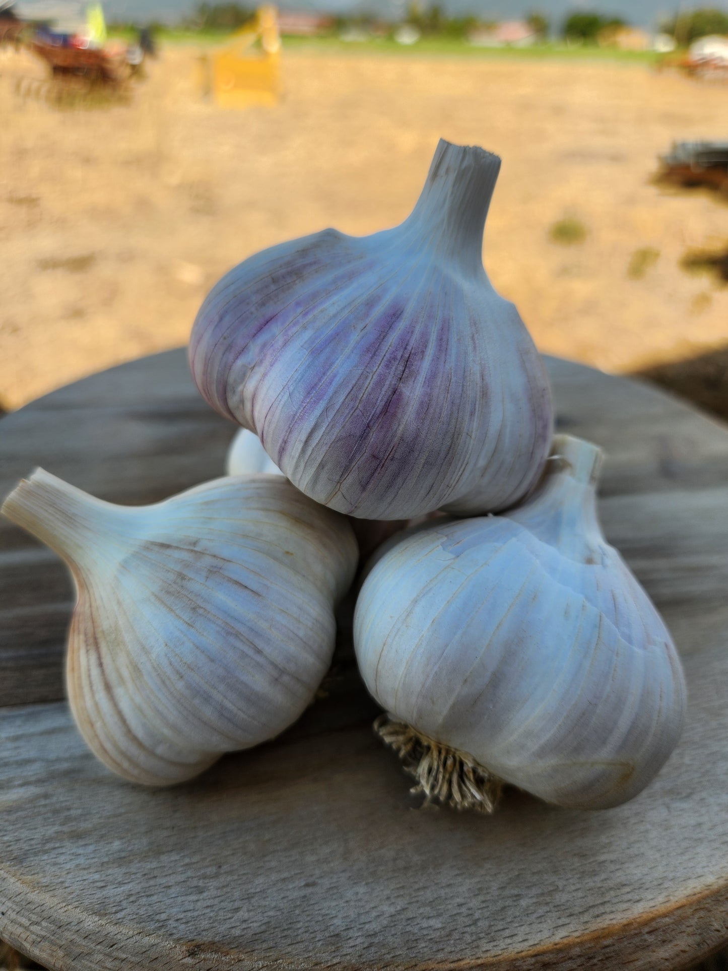 old german porcelain garlic hardneck seed garlic grown in stevensville montana usa tested for disease home gardener culinary enthusiast premium quality gourmet large cloves classic