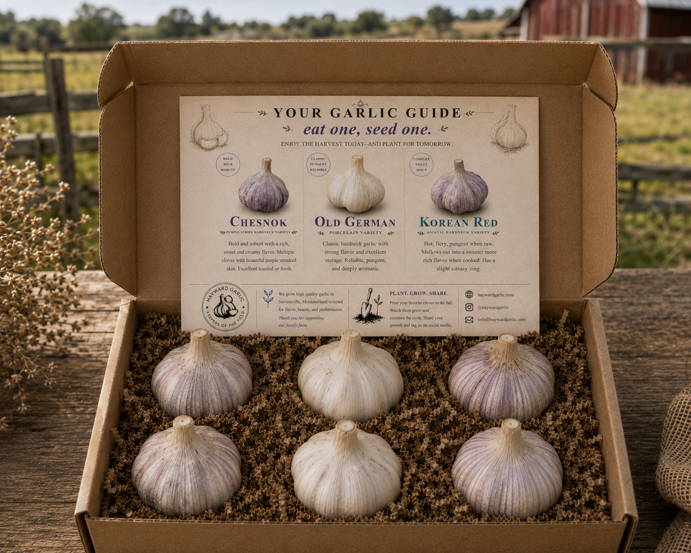 premium garlic gift box with 6 jumbo hardneck garlic bulbs from Hayward Garlic in Stevensville Montana Support Family Farms