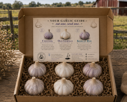 premium garlic gift box with 6 jumbo hardneck garlic bulbs from Hayward Garlic in Stevensville Montana Support Family Farms