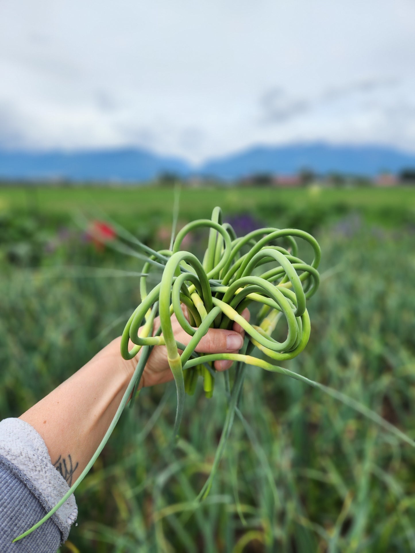 Garlic Scapes